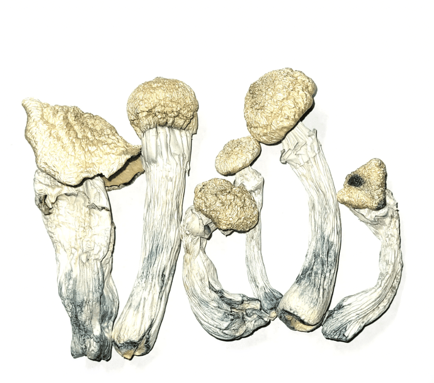 Makilla Gorilla Magic Mushroom