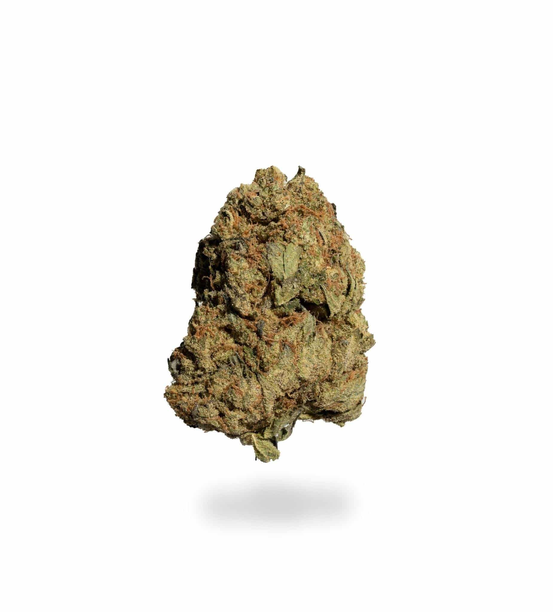 Jamaican Lion (AAA)